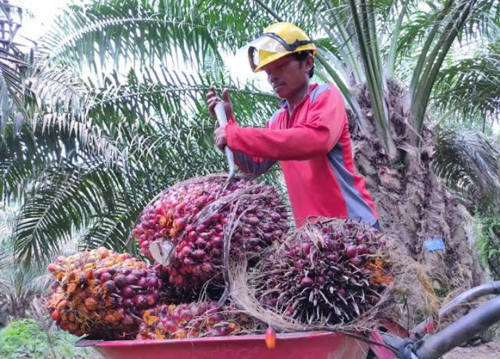 Kolaborasi Multi Pihak Dari Produksi Ke Konsumsi Menuju Praktik Sawit ...