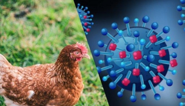 Tangerang District Health Office Raise Bird Flu Outbreak Alert |  BantenNews.co.id -Banten News Today