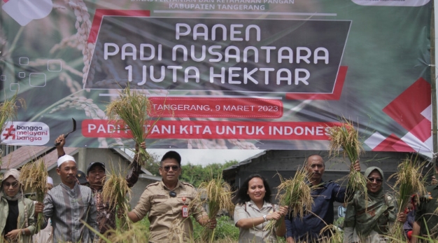 DPKP Kabupaten Tangerang Panen Padi Nusantara Di Gunung Kaler ...