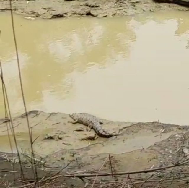 Penampakan seekor buaya di Sungai Ciberang, Lebak.